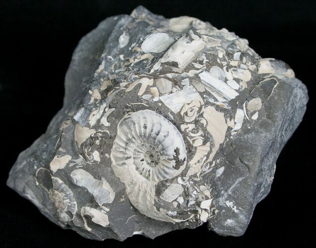 White Pleuroceras Ammonite - Germany #6171